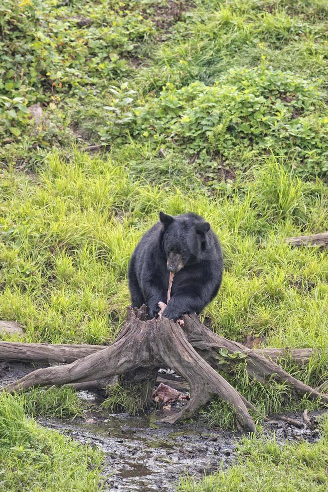 un' nero orso mentre mangiare un' ciambella foto