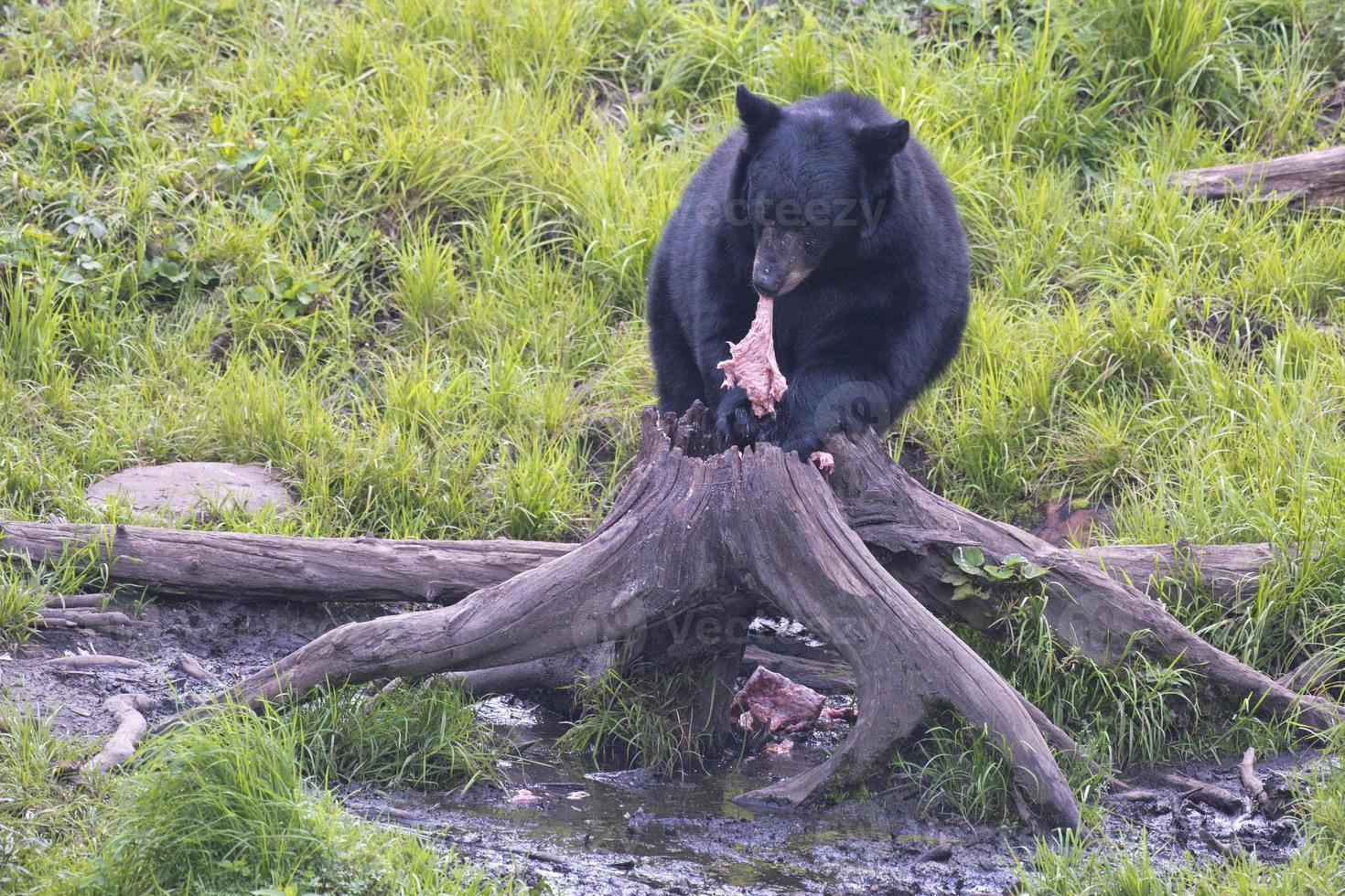nero orso mentre mangiare foto