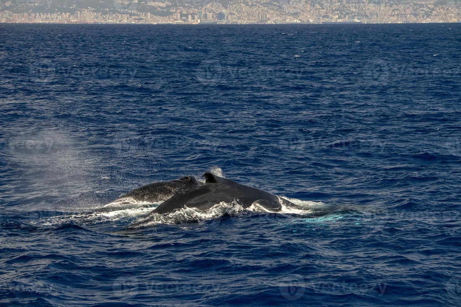 gobba balena nel mediterraneo mare ultra raro vicino Genova, Italia agosto 2020 foto