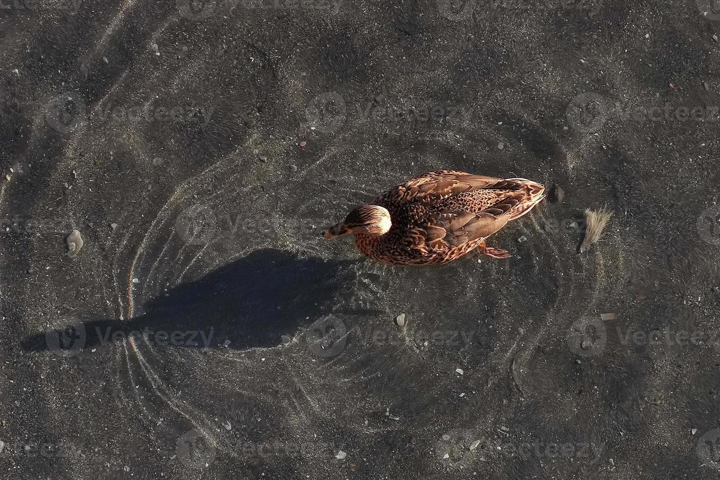 femmina mallardo su acqua con ombra foto