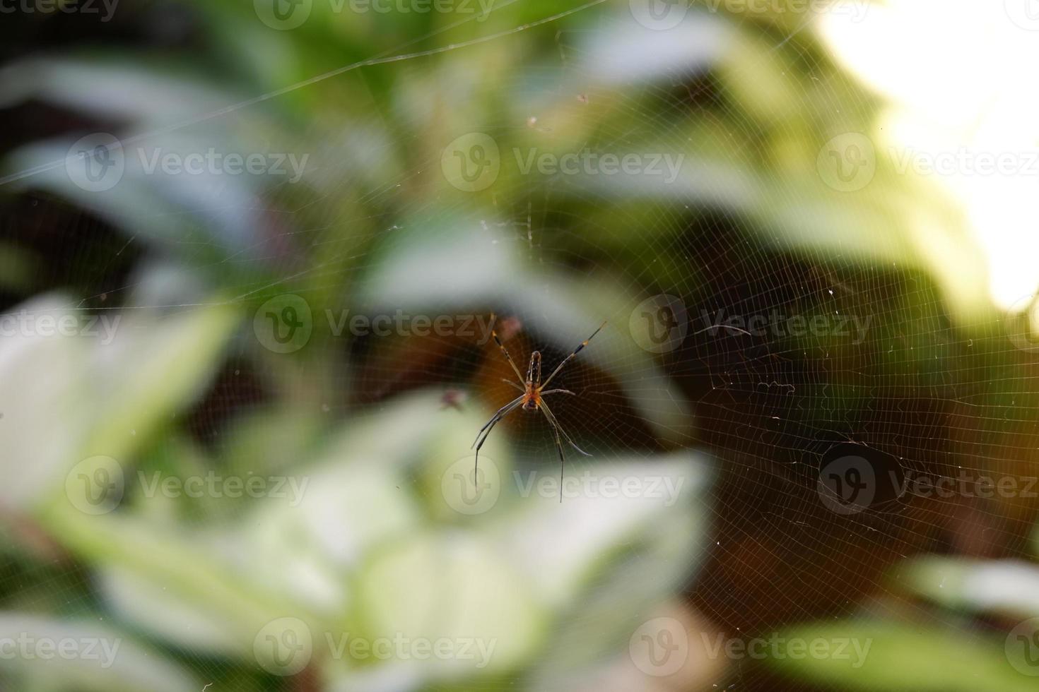 sfocatura foto di ragno con pianta sfondo