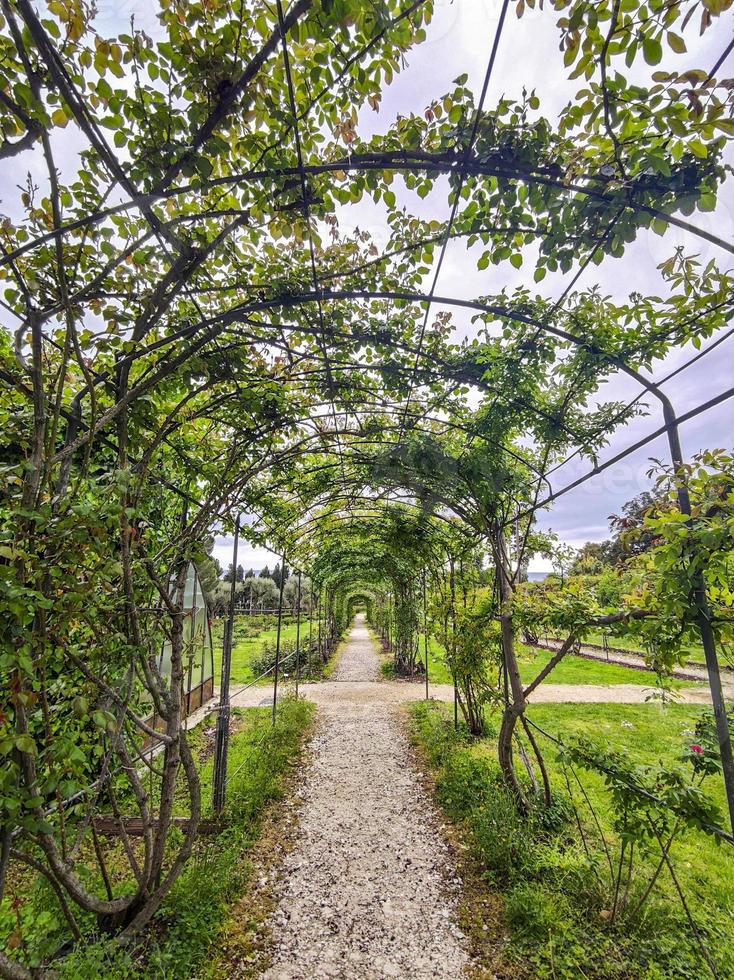 rosa giardino pergola foto