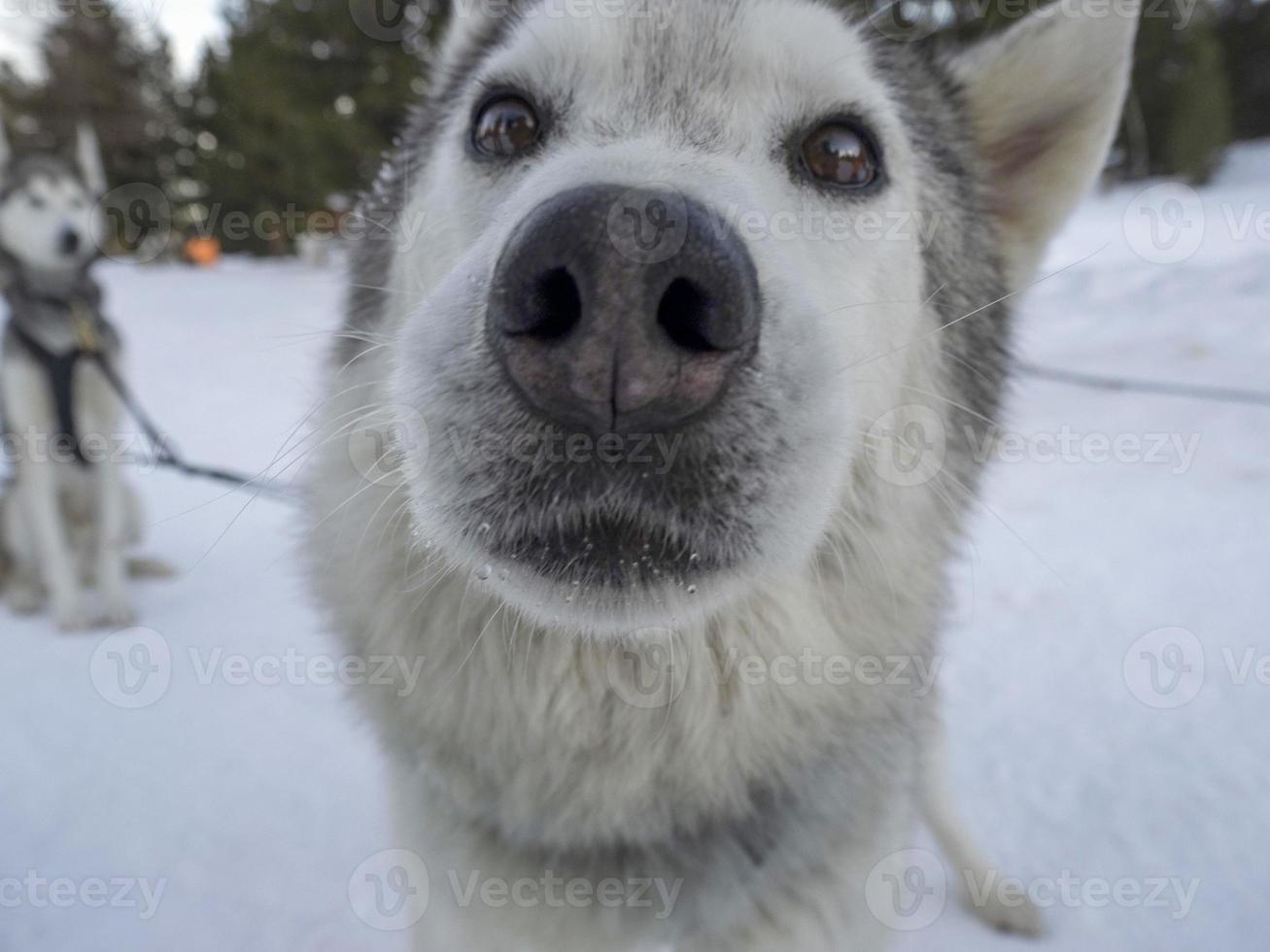 slitta cane rauco ritratto nel nevoso montagne guardare a voi foto