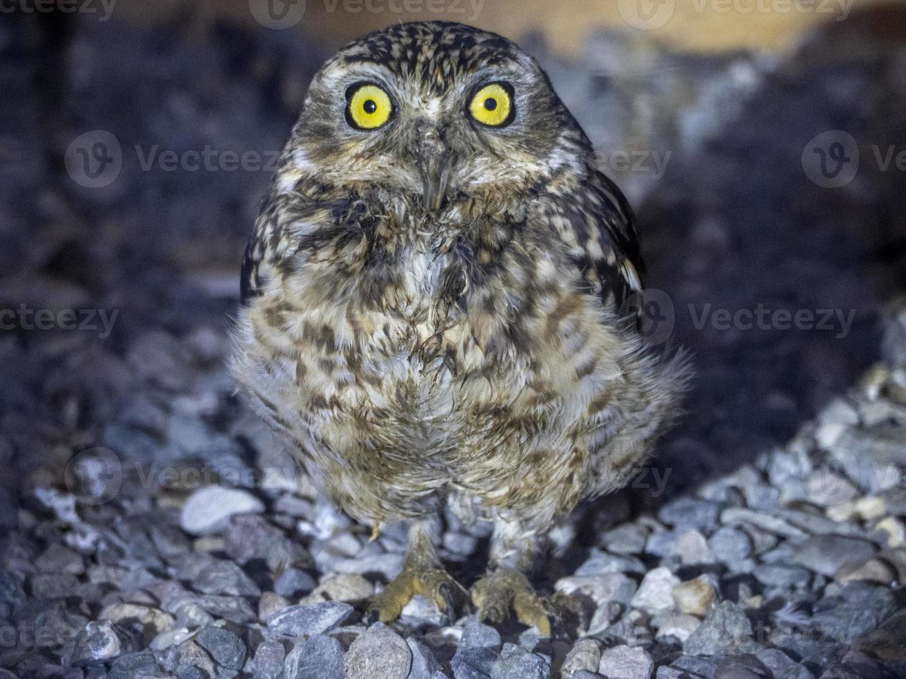 scavando gufo uccello ritratto foto