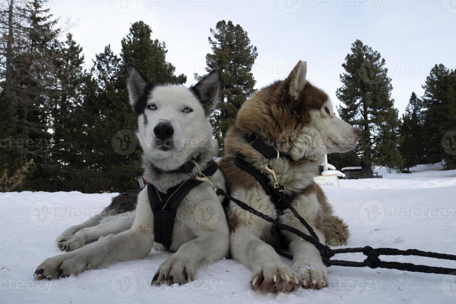 slitta cane rauco ritratto nel nevoso montagne guardare a voi foto