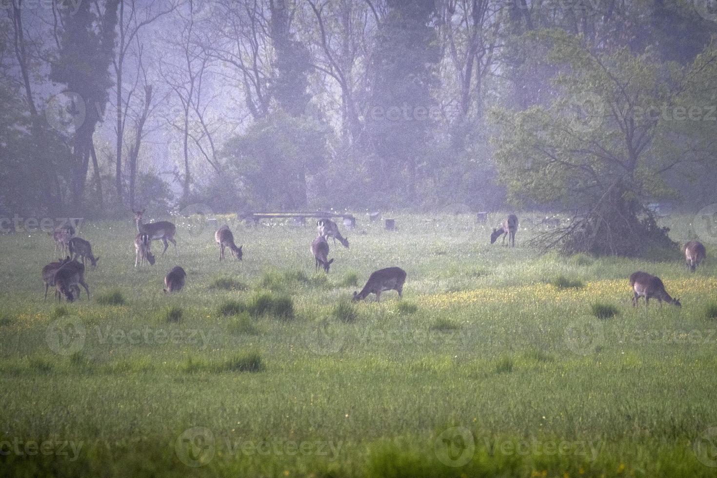 capriolo cervo mentre guardare a voi su il erba nel un' nebbioso sera foto