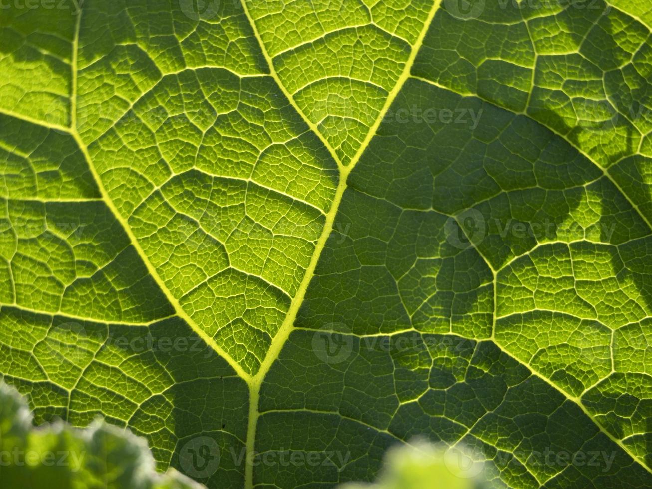 ficus foglia vicino su macro foto