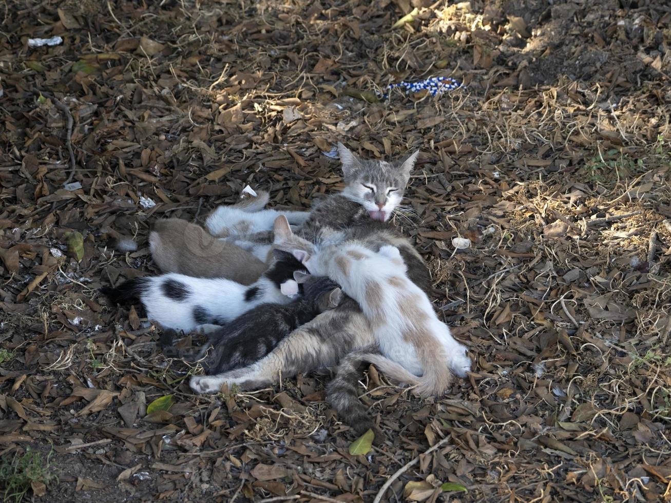 madre gatto l'allattamento al seno neonato gattini foto