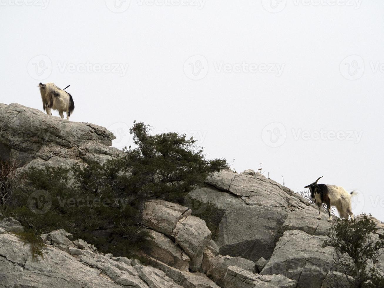 montagna capra su rocce nel sardegna foto