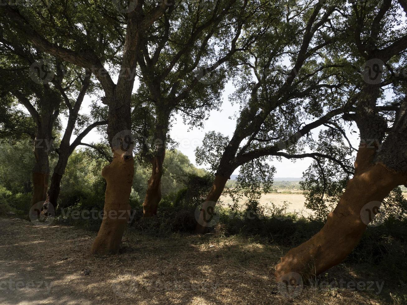 sughero albero abbaiare dettaglio vicino su sardegna foto