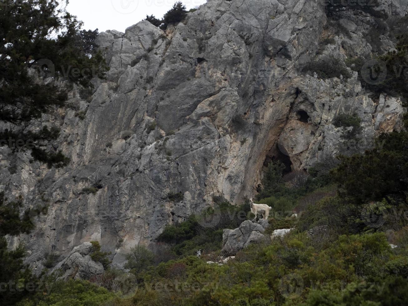 montagna capra su rocce nel sardegna foto