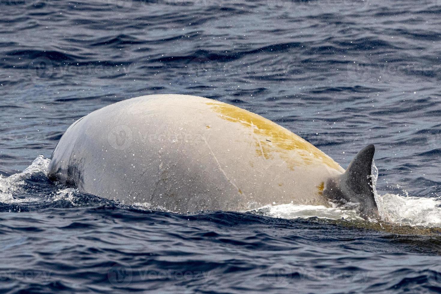 raro cuvier Oca becco balena delfino ziphius cavirostri foto