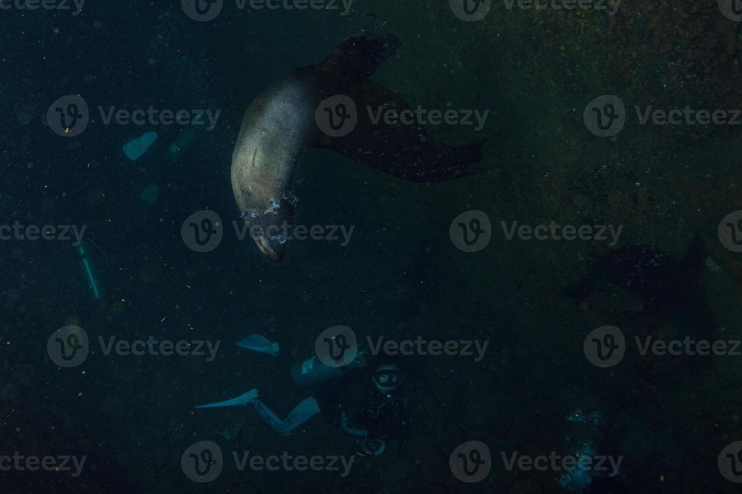 mare Leone foca subacqueo mentre immersione galapagos foto