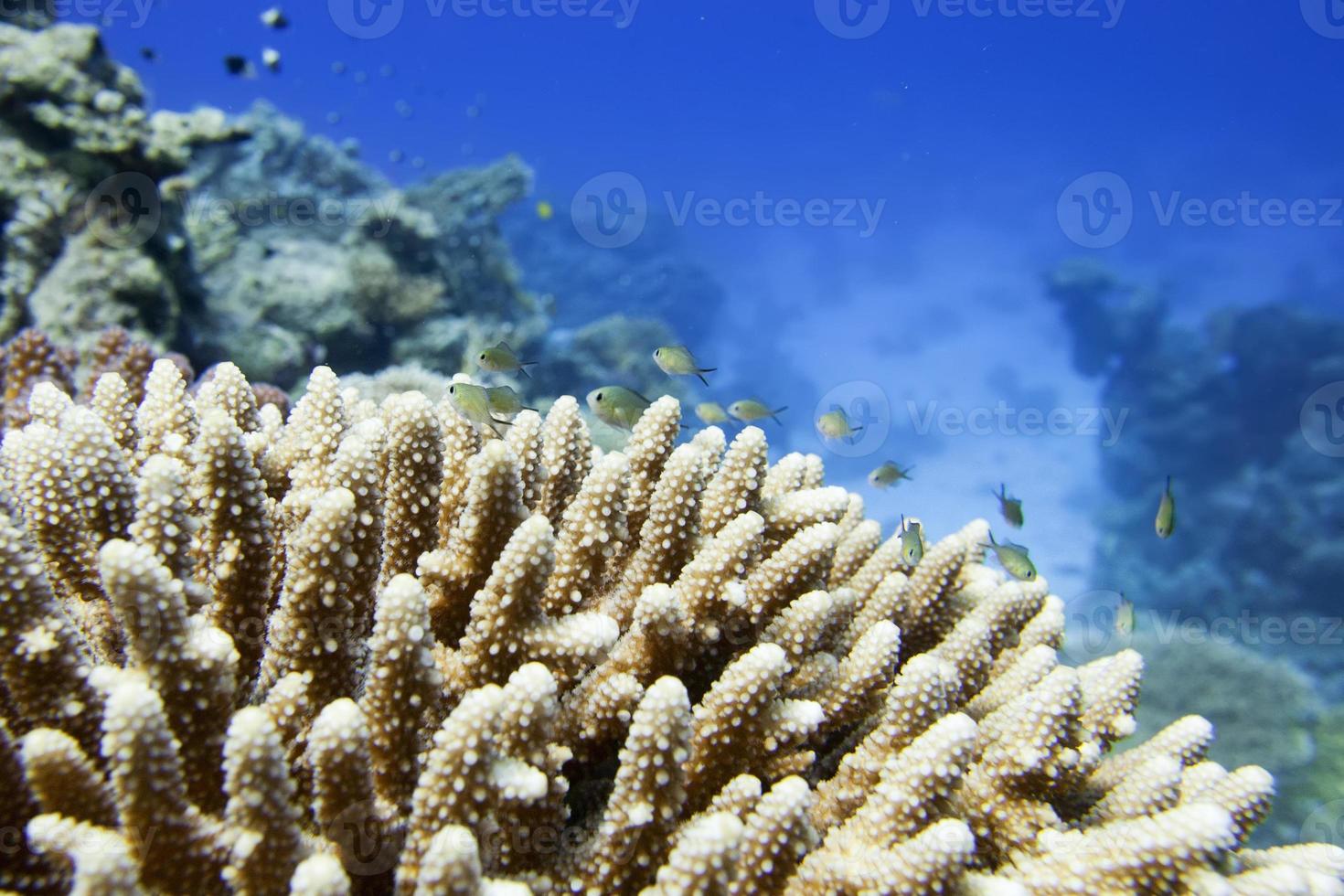 rosso mare coralli Casa per Pesci vicino su ritratto foto