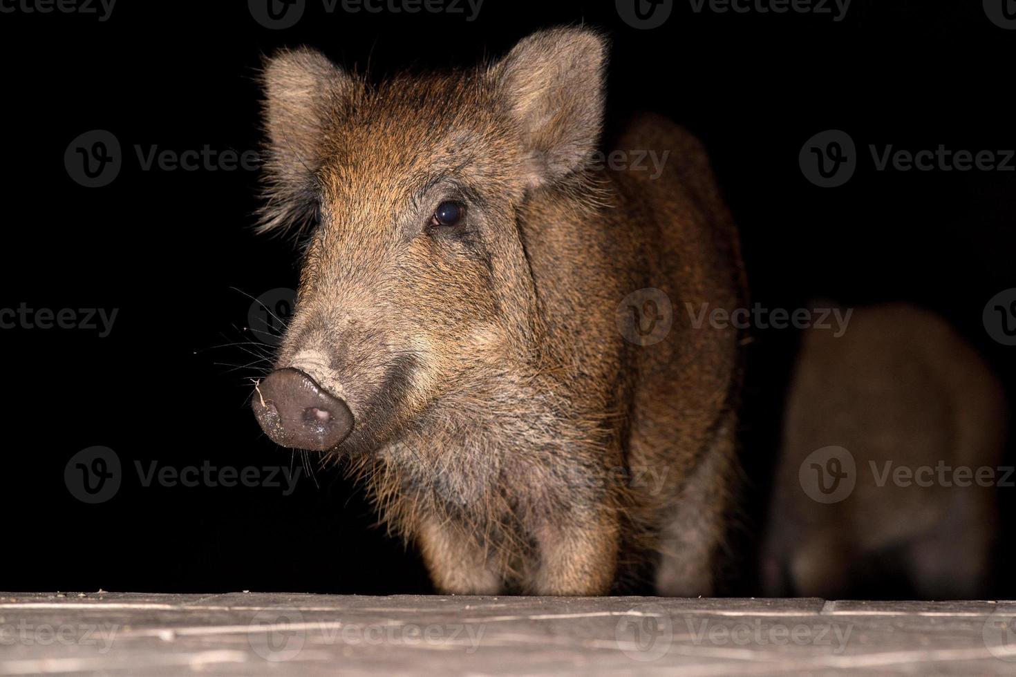 neonato cucciolo giovane selvaggio cinghiale mangiare pane a notte foto