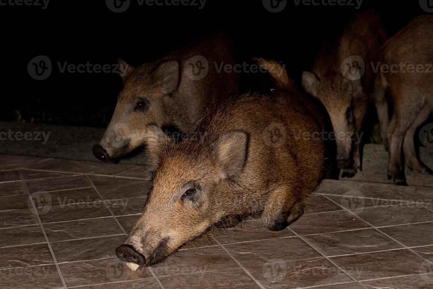 neonato cucciolo giovane selvaggio cinghiale mangiare pane a notte foto