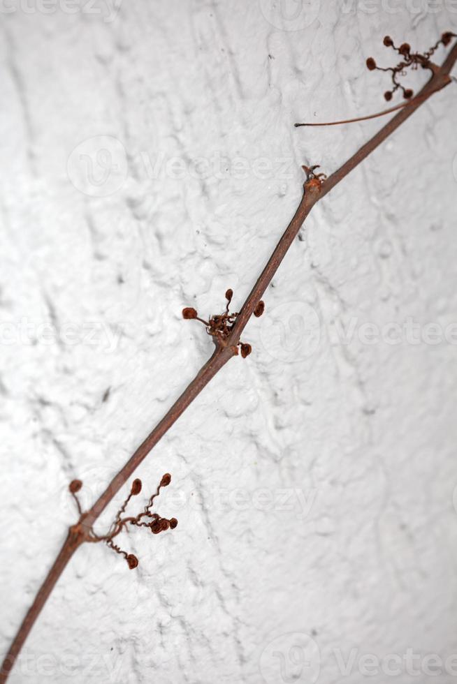 vicino su Visualizza di piccolo fiore arrampicata su il vecchio bianca parete di vecchio edificio botanico sfondo grande dimensione alto qualità immediato stampe foto