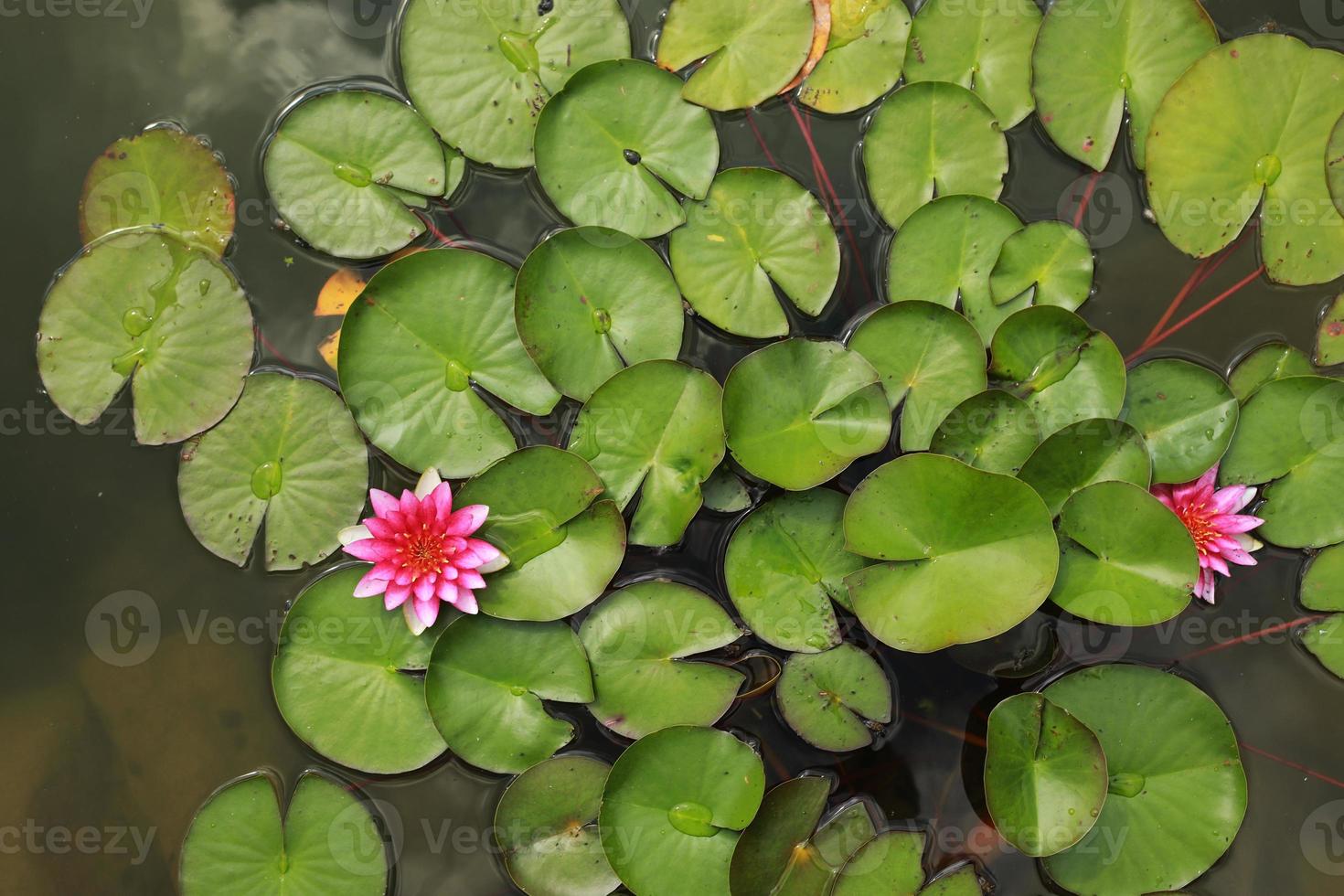 Ninfea rosa con ninfee verdi o fiore di loto perry nel laghetto da giardino. primo piano di ninfea riflessa sull'acqua verde contro il sole. paesaggio floreale con spazio di copia. messa a fuoco selettiva foto