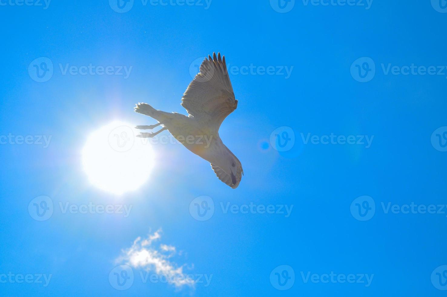 gabbiano cascate giù contro il cielo e sole foto