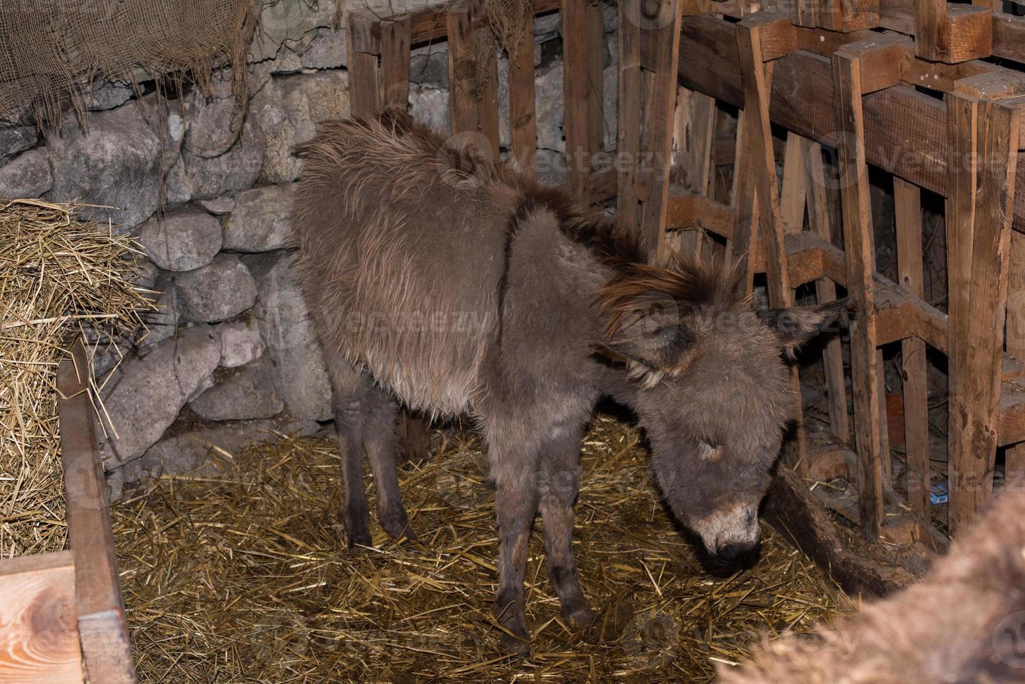 Natale asino nel stabile foto