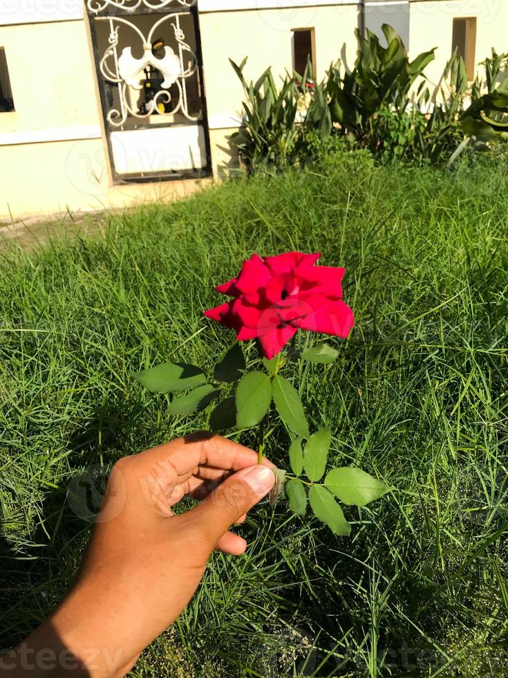 avvicinamento di un' rosa rosa. selettivo messa a fuoco foto