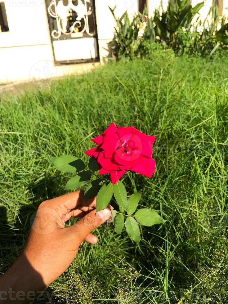 avvicinamento di un' rosa rosa. selettivo messa a fuoco foto