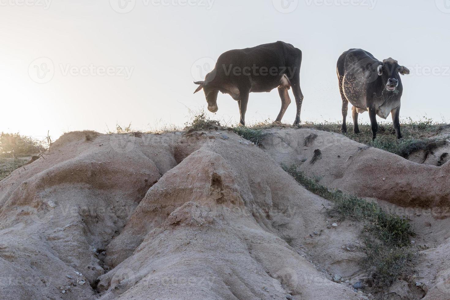 mucca silhouette su il rocce foto