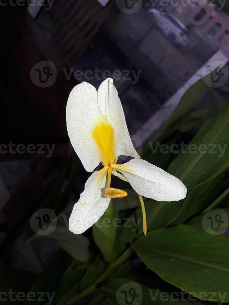 bellissimo ghirlanda giglio fiori. edichio coronario foto