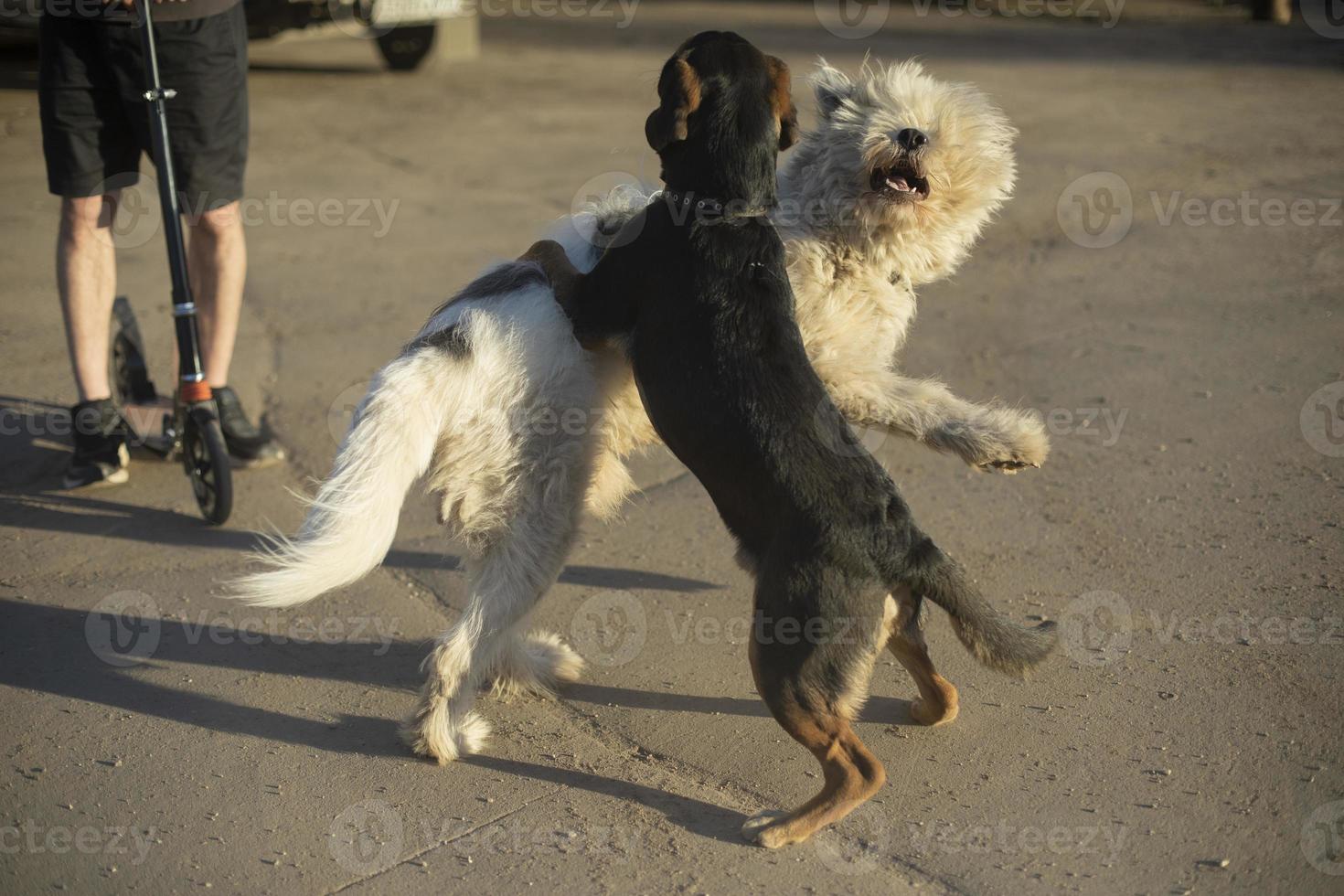 Due cani combattere. animale domestico giocare a. foto