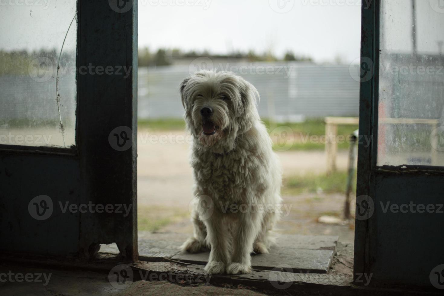 cane con bianca cappotto. animale domestico guardie ✔ porta. foto