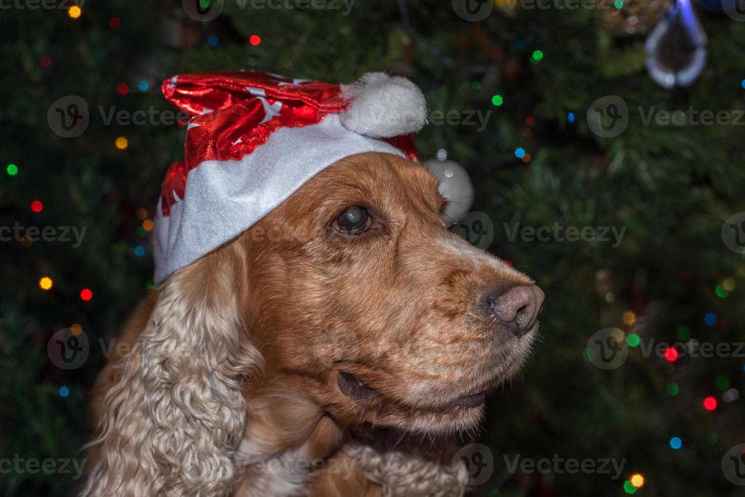 Santa vestito cane cocker spaniel foto