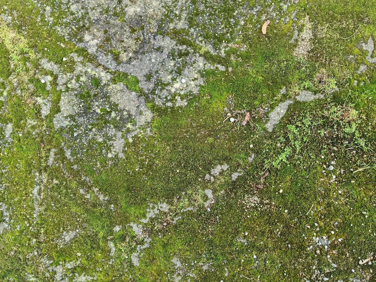 dettagliato vicino su Visualizza a diverso muschio textures su un' foresta terra foto