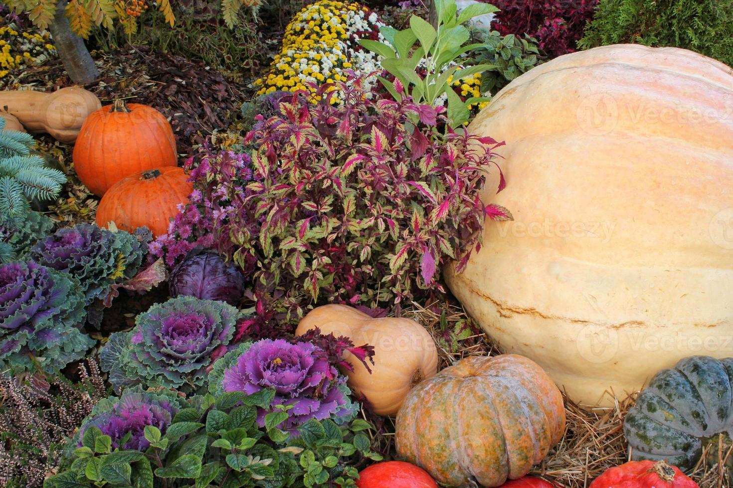 avvicinamento di fresco pianta le foglie decorativo viola cavolo brassica oleracea e zucche. biologico verdura salutare mangiare concetto. autunno raccolta. vegano cibo. giardinaggio, in crescita e bio agricoltura foto