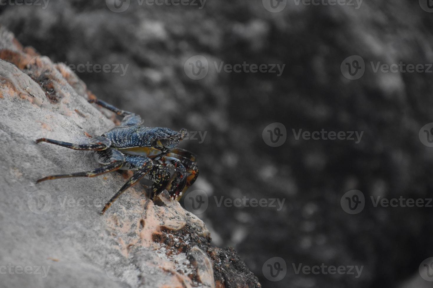 morbido sgusciate Granchio scrutare al di sopra di il bordo di un' roccia foto