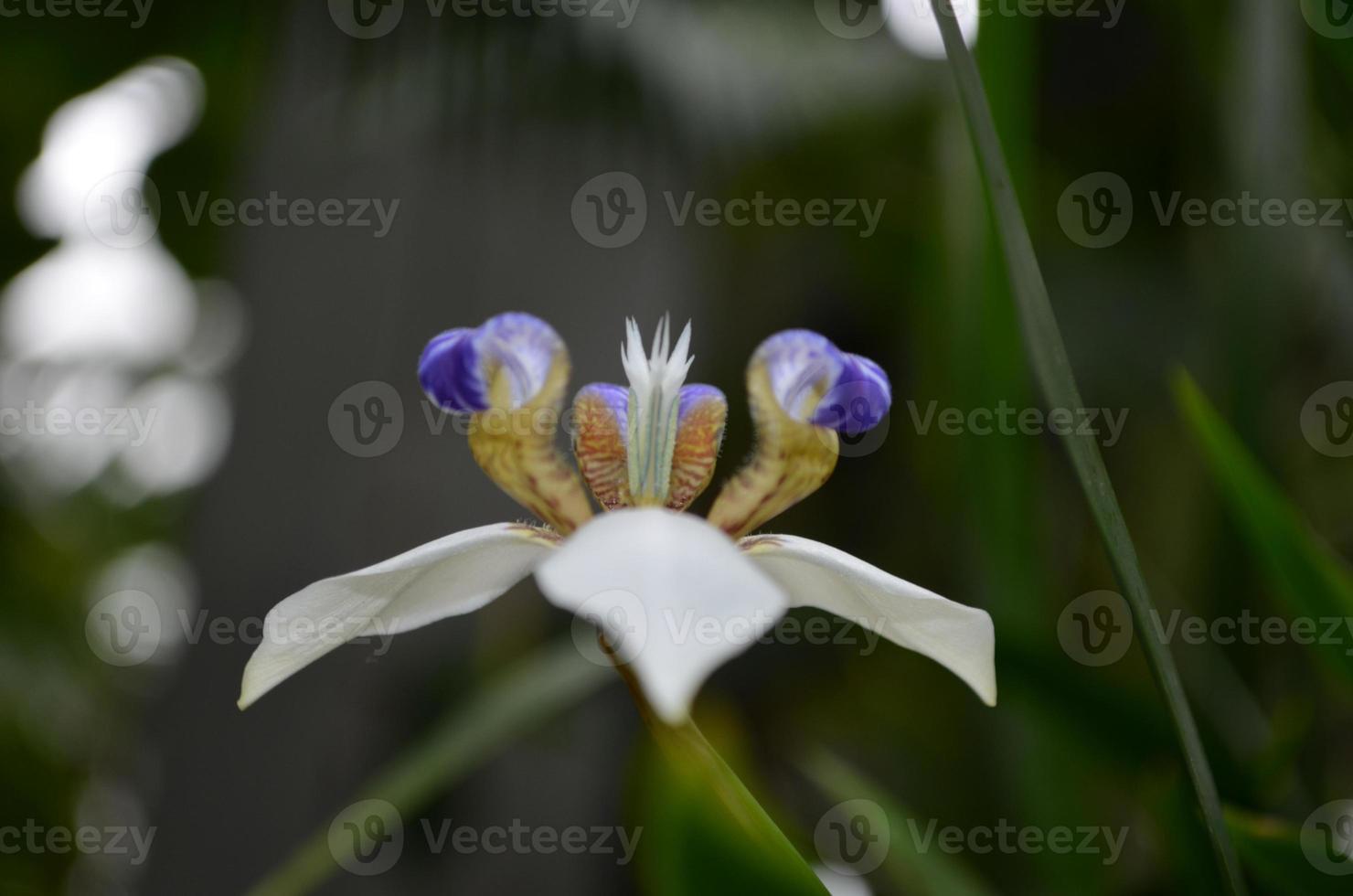 sorprendente vicino su di un' fioritura bianca e viola orchidea foto