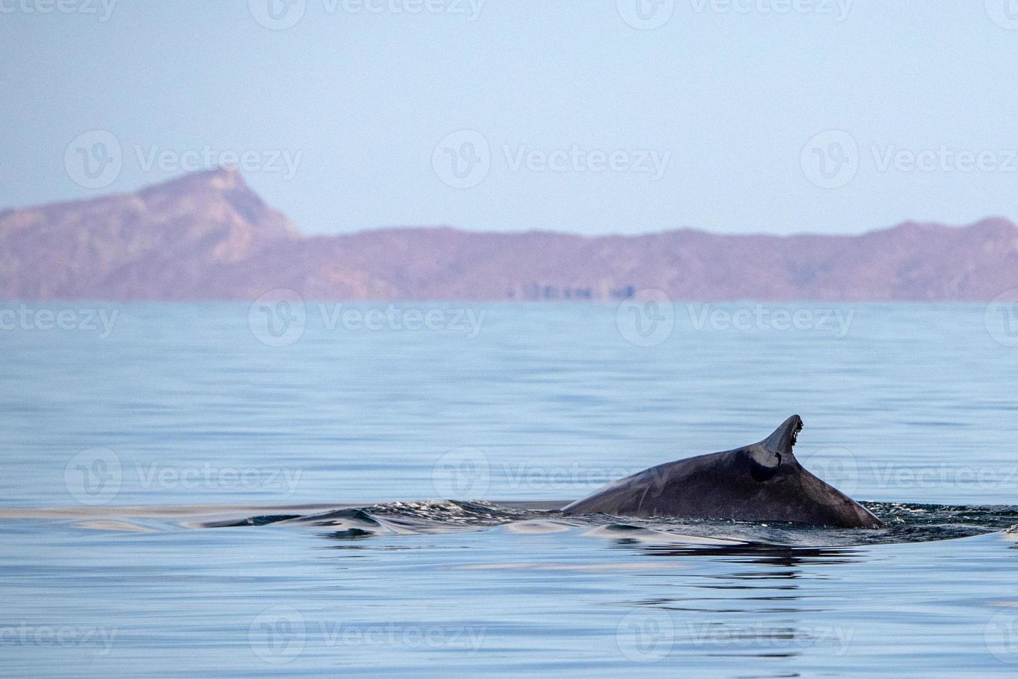 blu balena il maggiore animale nel il mondo foto