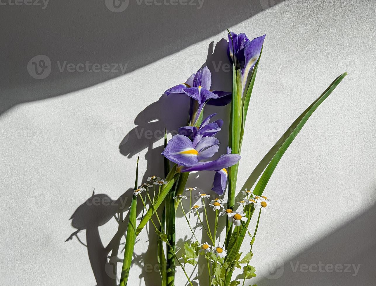 blu iris fiore. fresco iridi con margherite foto