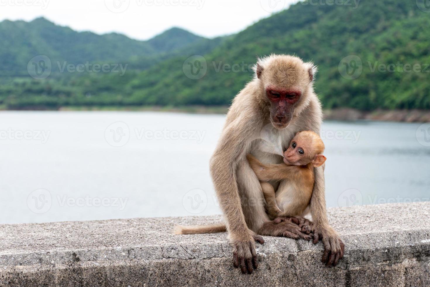 bambino scimmia mangiare La madre di latte. foto