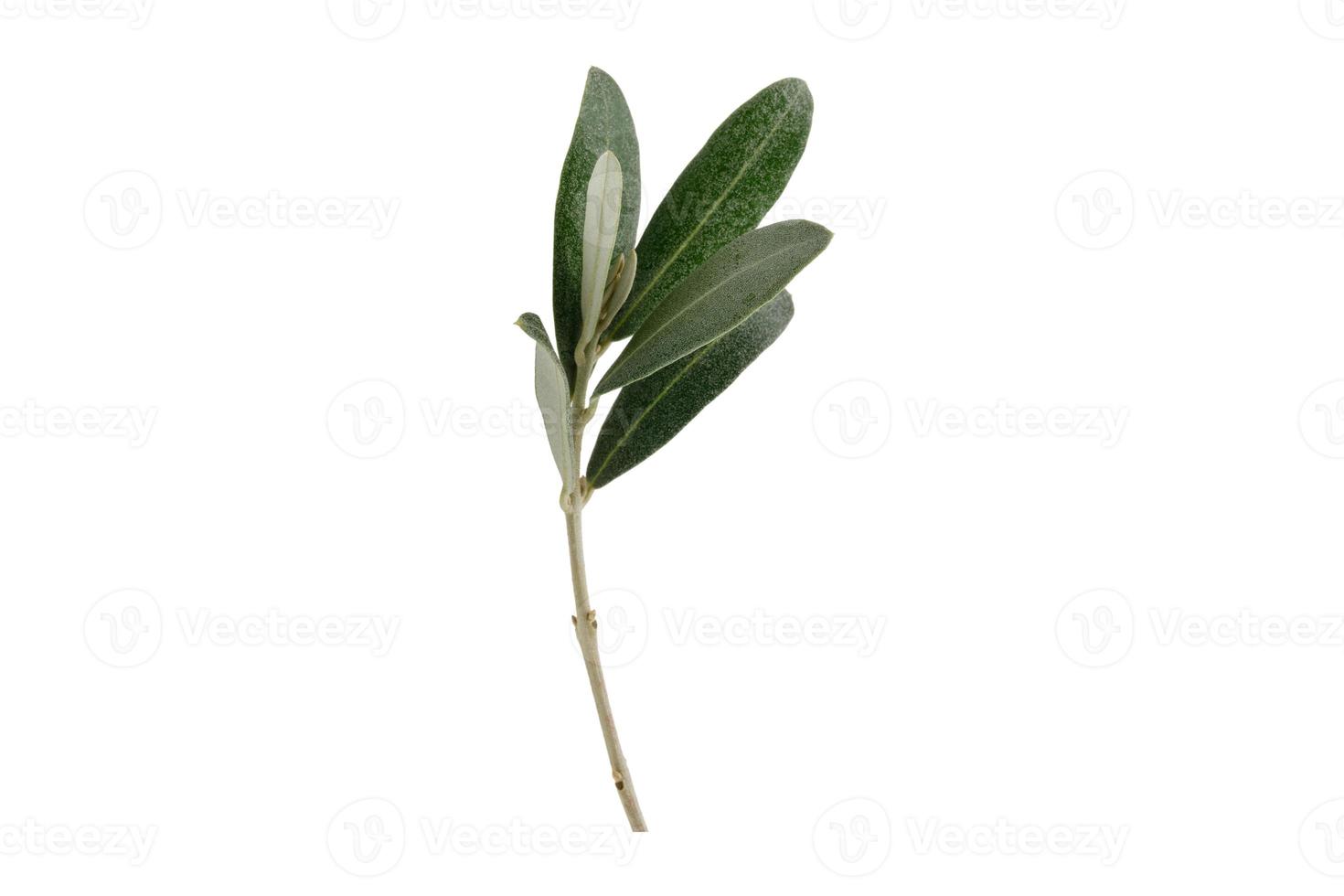 6659 verde oliva ramo isolato su un' trasparente sfondo foto