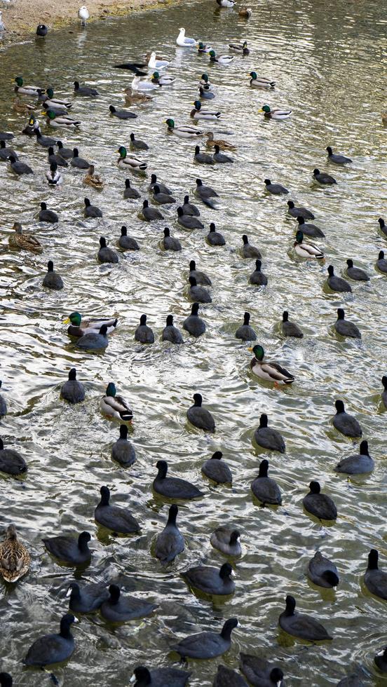 uno stormo di uccelli acquatici neri su un lago foto