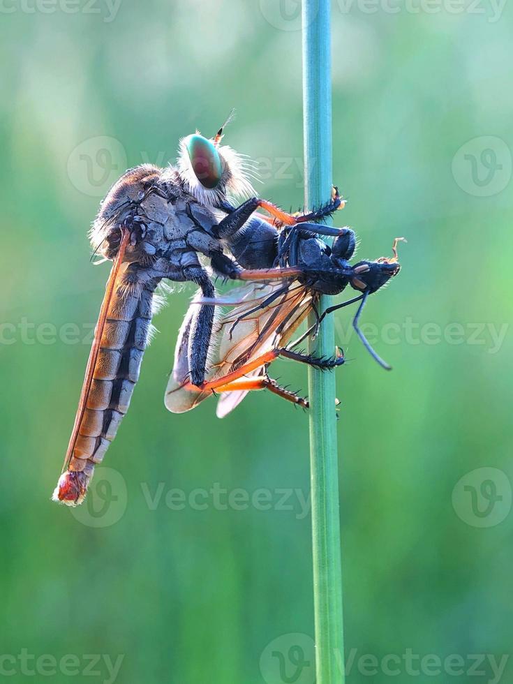 Robberfly mangiare suo preda foto