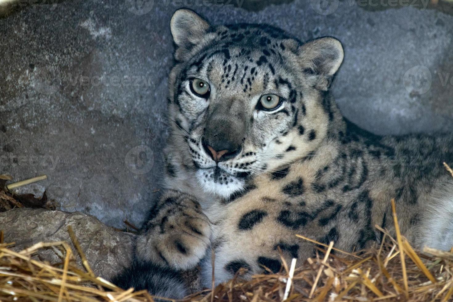 neve leopardo vicino su ritratto foto