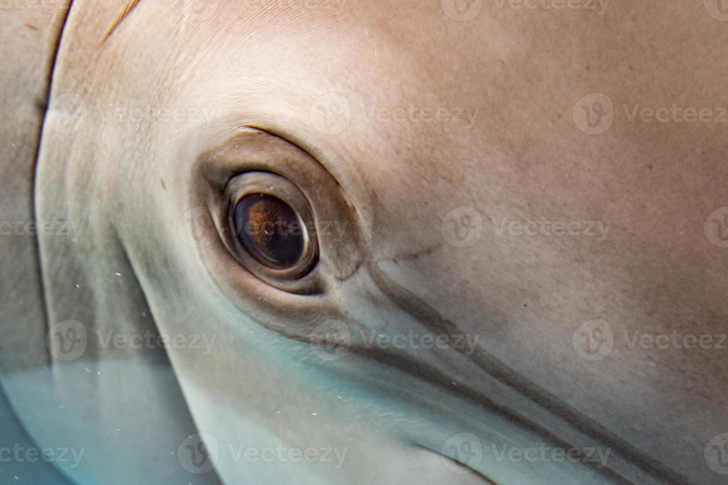 delfino sorridente occhio vicino su ritratto foto