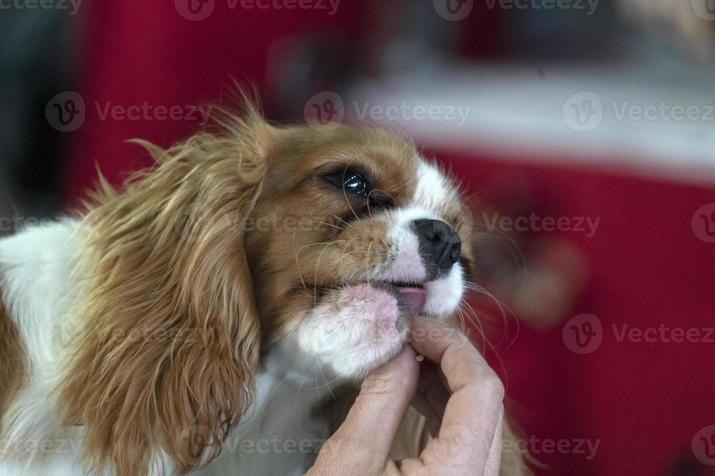 chevalier re cane vicino su mentre mangiare un' merenda foto