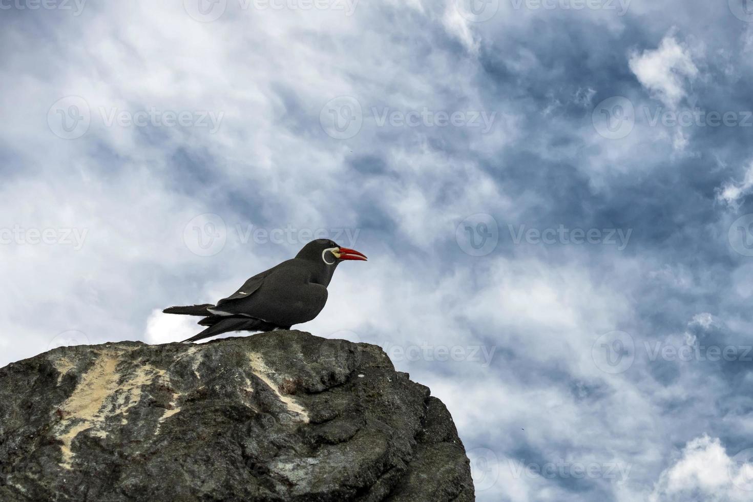 inca sterna uccello ritratto foto