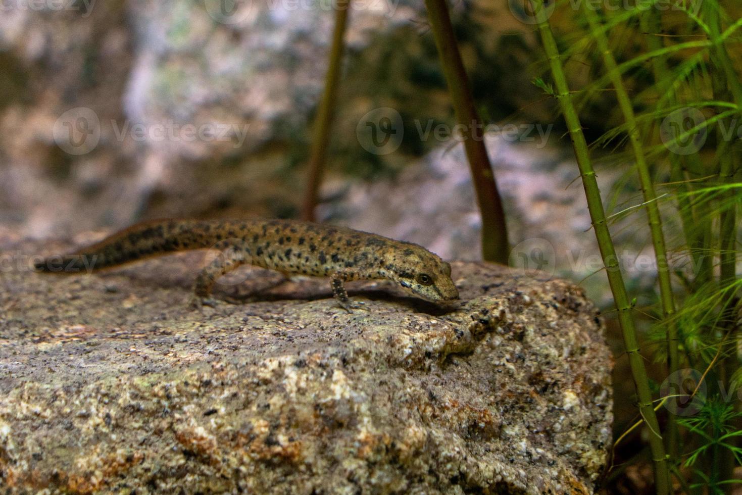 sardegna tritone subacqueo sardo ruscello salamandra foto