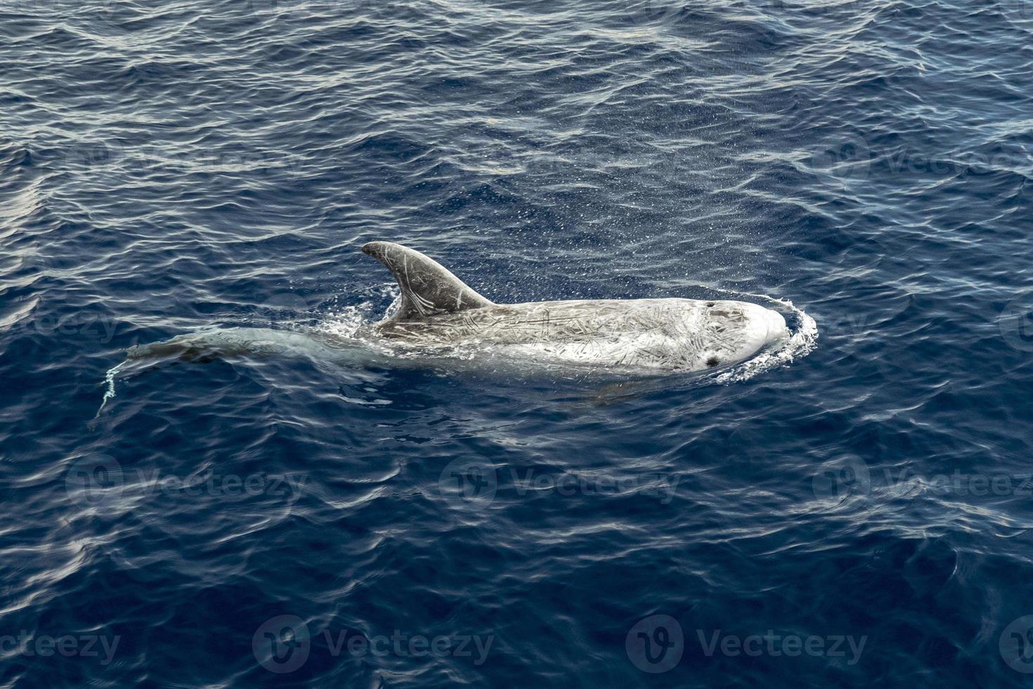 risso delfino grampus nel mediterraneo foto