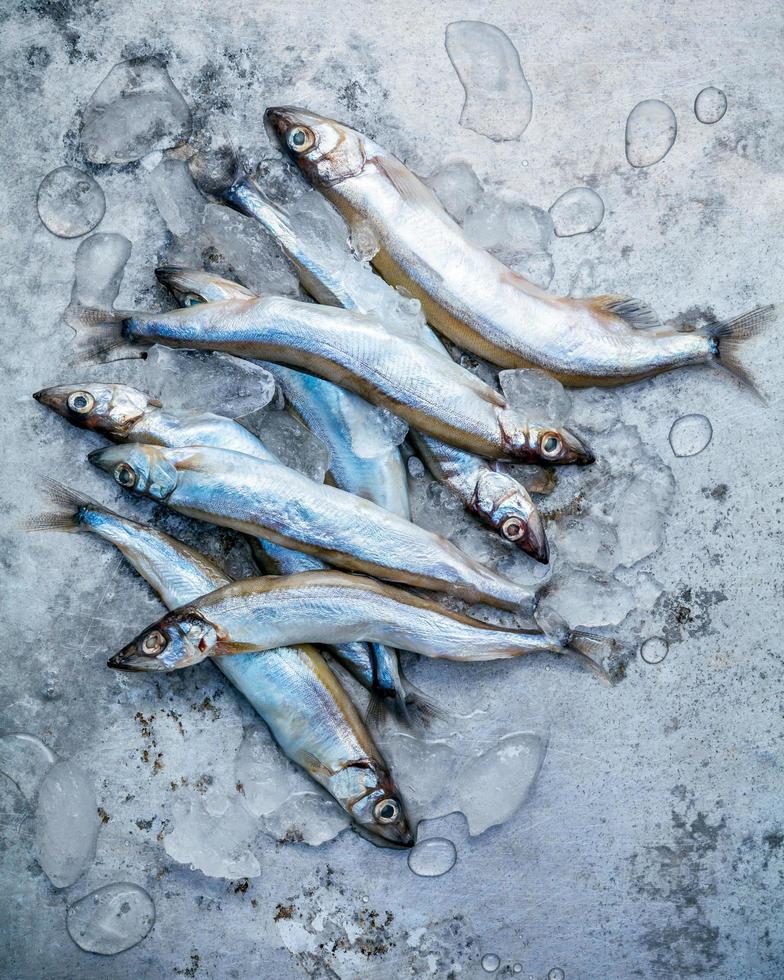 pesce shishamo su uno sfondo di metallo squallido foto