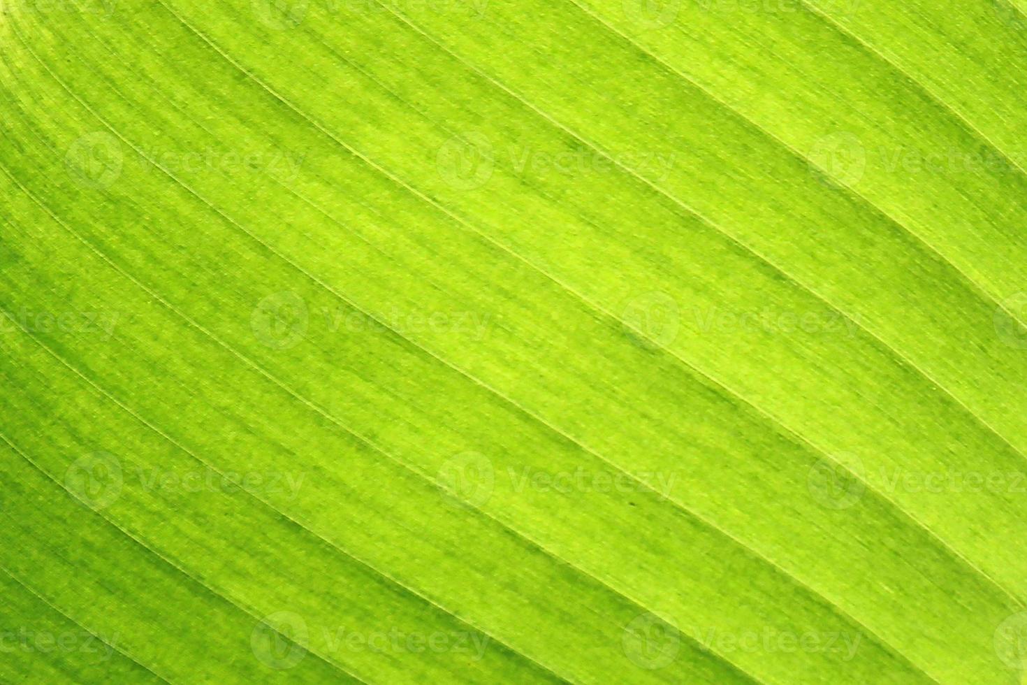 primo piano della foglia di banana foto