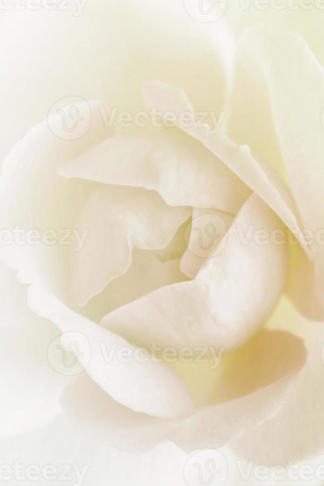 primo piano del fiore bianco su sfondo bianco foto